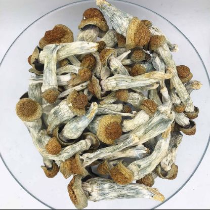 Melmac Mushrooms