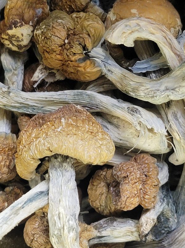 Penis Envy **Mushrooms**⭐⭐⭐ 14g